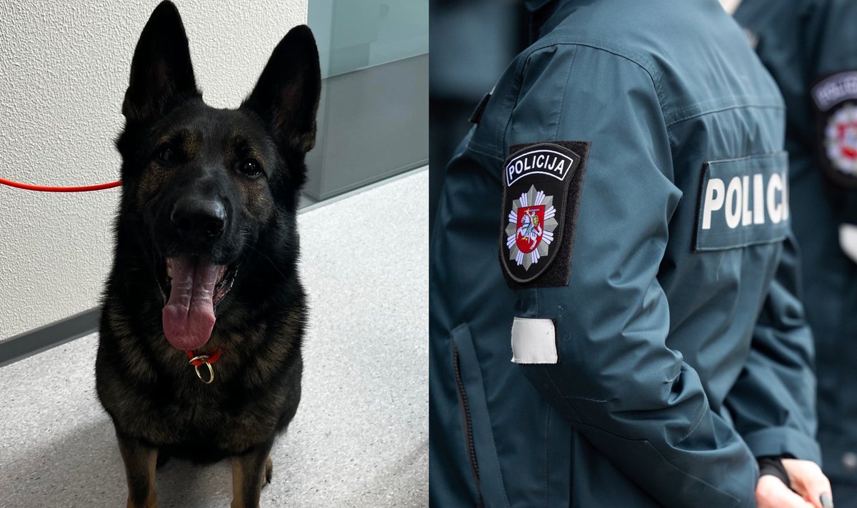 Dingo Panevėžio apskrities policijos šuo Reksis