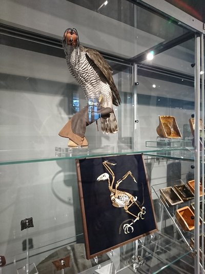 Vištvanagio patelės skeletas su odiniais dirželiais ir iškamša eksponuojama Valdovų rūmų muziejuje.