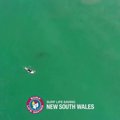 Drono užfiksuotuose vaizduose matyti pasaulio banglenčių čempionato nugalėtojo susidūrimas su rykliu