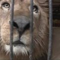 Argentinoje rasti 10 cirko paliktų liūtų
