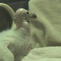 San Diego zoologijos sode debiutavo kondoro jauniklis