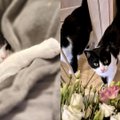 Vilnietė su ašaromis akyse skundžiasi veterinarijos klinikos darbu: buvo „nugydytas“ mano katinas Kleksas