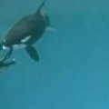 Paskelbtas vaizdo įrašas, kaip orka nusitempė po vandeniu dresuotoją