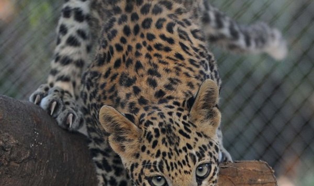 Kate Leopardas Leopardas įstrigo tvoroje drambliams - Delfi grynas