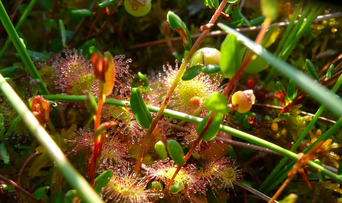 Apskritalapė saulašarė - Drosera rotundifolia - Varnikų pelkėje