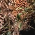 Pietų Indijoje išgelbėtas į spąstus pakliuvęs leopardas