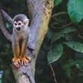Nuostoliai Amazonės miškams šiemet gali būti „katastrofiški“