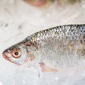 Dažniau vartodamas žuvį žmogus atsisveikintų su daugeliu ligų