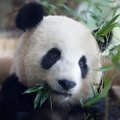 Belgijos laukinės gamtos parke gimė du pandų jaunikliai