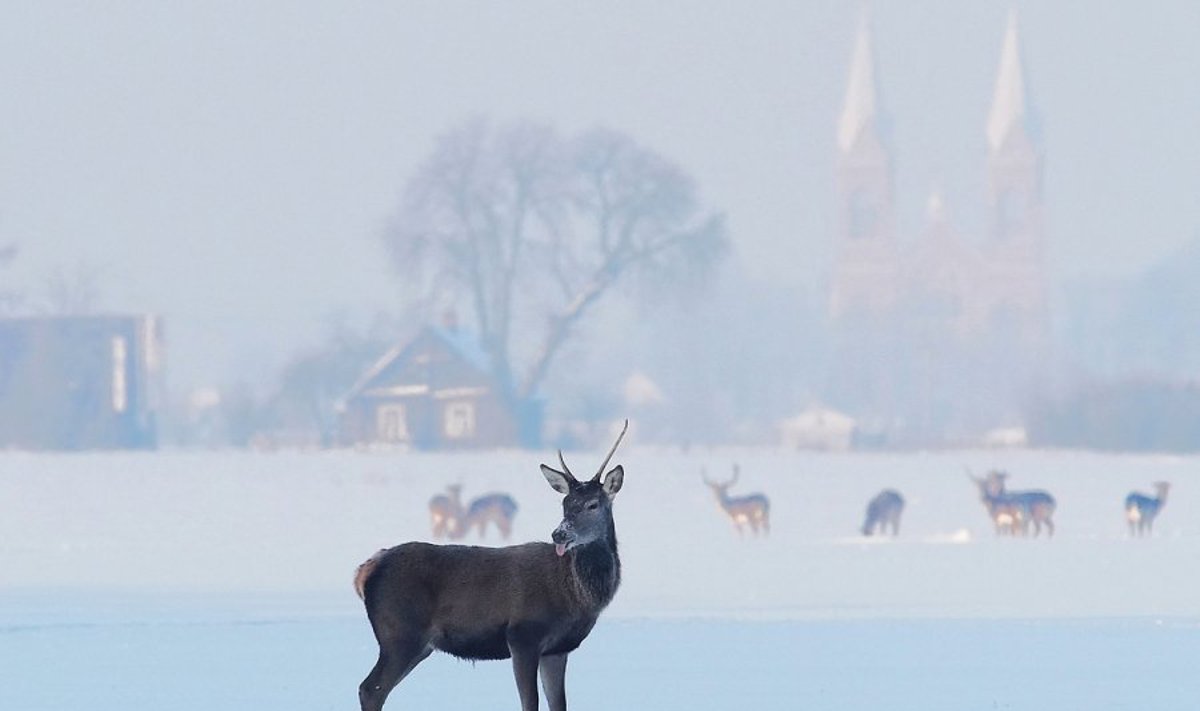 Ar ūkininkai teisūs prašydami leisti išsitraukti šautuvus?