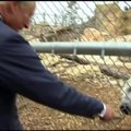 Princas Charlesas Kanados zoologijos sode šėrė baltąjį lokį
