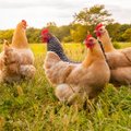 Naminių paukščių augintojai perspėjami apie vėl išaugusią paukščių gripo riziką