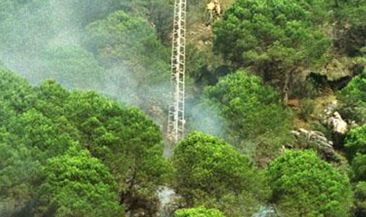 Ispanijoje dega miškai