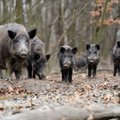 Žuvinto rezervate masiškai krenta šernai