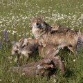 Nevyriausybininkai: šiemet galima sumedžioti tik 20 vilkų