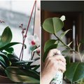 8 dalykai, kuriuos būtina žinoti apie kambarinių augalų priežiūrą žiemą