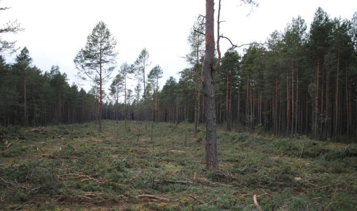 3 hektarai iškirsto miško Kuršių nerijoje