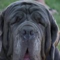 Kalifornijoje išrinktas bjauriausias šuo pasaulyje