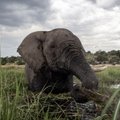 Pasaulį gelbsti ne tik šiukšlių rūšiavimas: kodėl dramblių mityba gali gelbėti nuo klimato kaitos