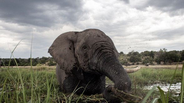 Pasaulį gelbsti ne tik šiukšlių rūšiavimas: kodėl dramblių mityba gali gelbėti nuo klimato kaitos