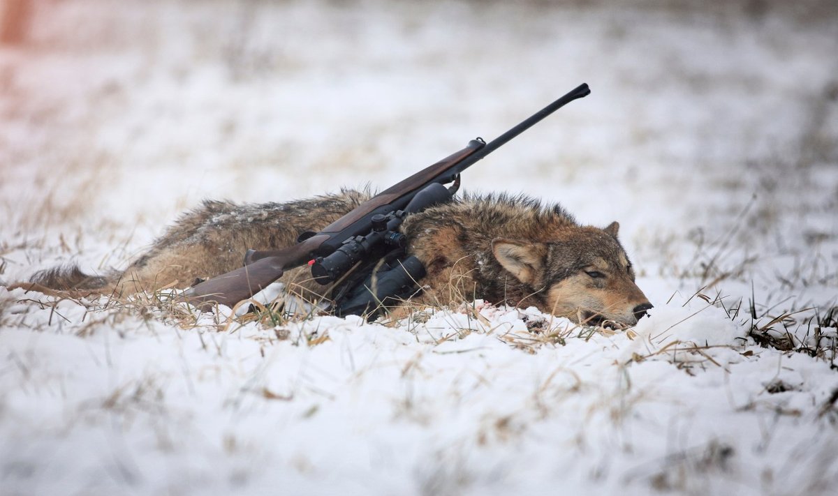 Vilkų medžioklė 