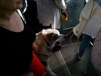 Šuo viešajame transporte