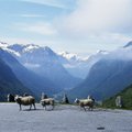 Šiuose kalnuose Norvegija atsiskleidžia kitokia