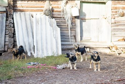 Iš Panevėžio rajone gyvenančios moters savanoriai paėmė net 70 šunų 