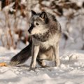Visoje Lietuvoje leista medžioti vilkus