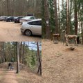 Karantinas miške: pažintinių takų automobilių aikštelės sausakimšos, bet žmonių elgesys maloniai nustebino
