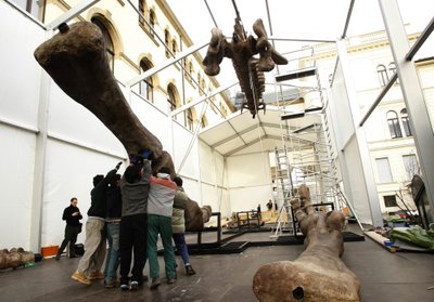 Bonoje (Vokietija) darbininkai montuoja dinozauro Argentinosaurus skeletą