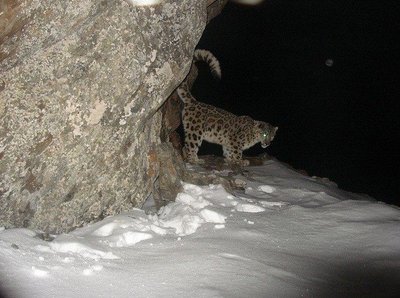Snieginiams leopardams šylant temperatūrai nebėra kur trauktis