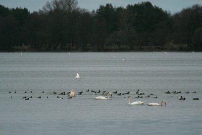 Gulbių giesmininkių ir gulbių nebylių sankaupa