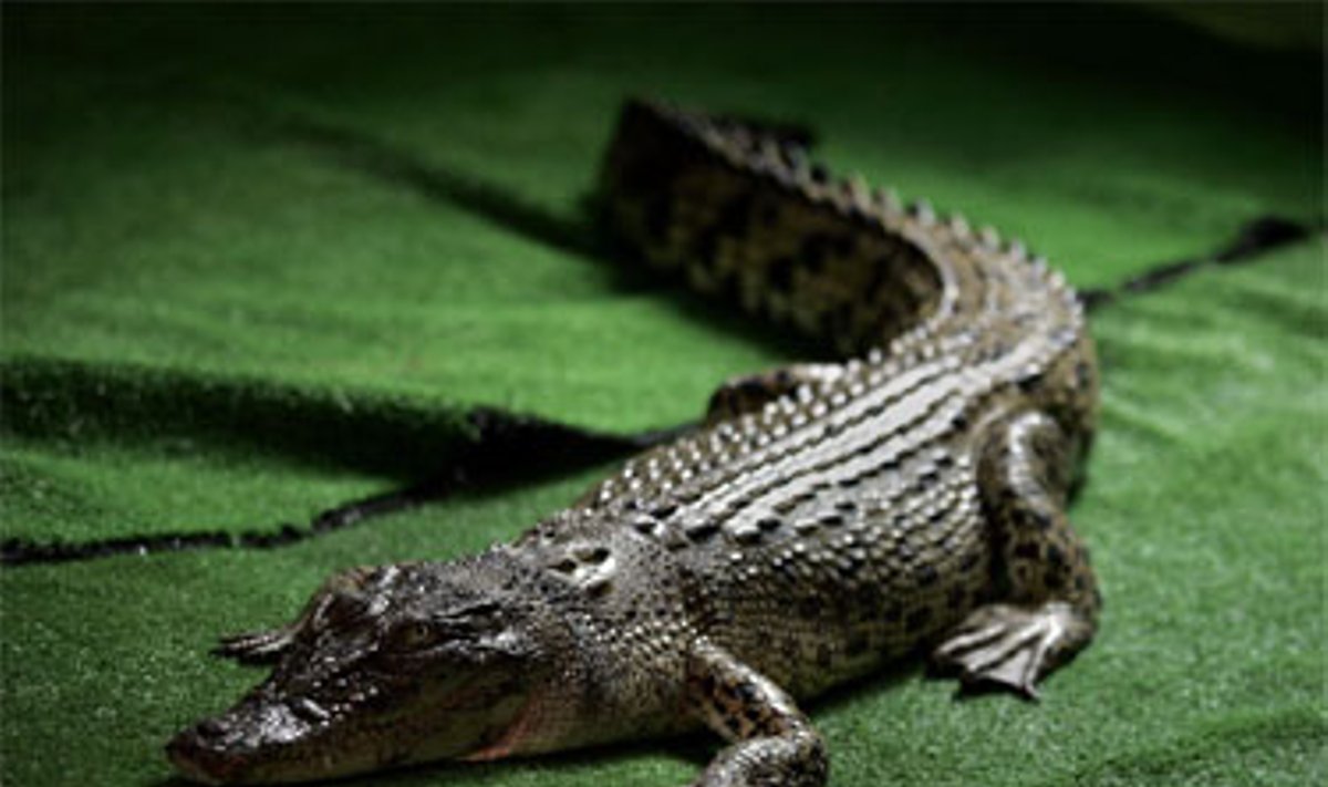 Krokodilų patelė Gucci (Guči), kuri Honkonge tapo įžymybe po to, kai septynis mėnesius sugebėjo išvengti gaudytojų, trečiadienį grįžo į rampos šviesą apgyvendinta zoologijos sode. 1,5 metro roplys buvo sučiuptas šį mėnesį netoli sienos su Kinija.