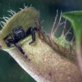 Voras susirado slėptuvę muses gaudančiame augale