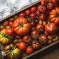 Atsakytas klausimas, kodėl lietuviškas pomidoras yra pats sveikiausias pasaulyje