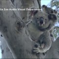 Partrenkta koala ir jos jauniklis po sėkmingo gydymo paleisti į laukinę gamtą