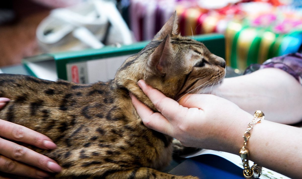 Azijos leopardinės katės kaina gali siekti iki kelių tūkstančių eurų