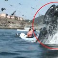 Prie irkluotojos išniro milžiniškas banginis