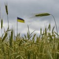 Trąšų alternatyvą ukrainiečių ūkininkai rado Kaune: atvykstančius nustebina vėliavų gausa