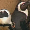 Toronto zoologijos sode artimai susidraugavo du pingvinai