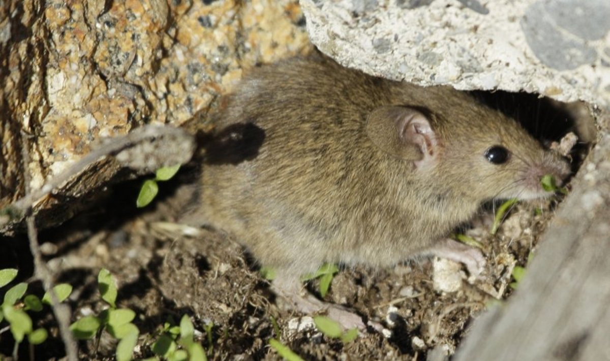 Pelės skleidžia mums negirdimas garsus