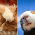 STOP KADRAS: katė su žiurkėnu dalinasi maistu (video)