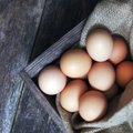 Pravers kiekvienam: 4 būdai, kaip atskirti šviežius kiaušinius nuo pasenusių