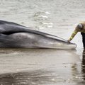 Niujorke nugaišo į krantą išmestas stambus banginis
