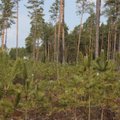 Prasidėjo miškasodis: planuojama pasodinti apie 100 hektarų miško