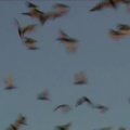 Australijos Čarters Tauerso miestas su triukšmu išvaikė 80 tūkst. šikšnosparnių