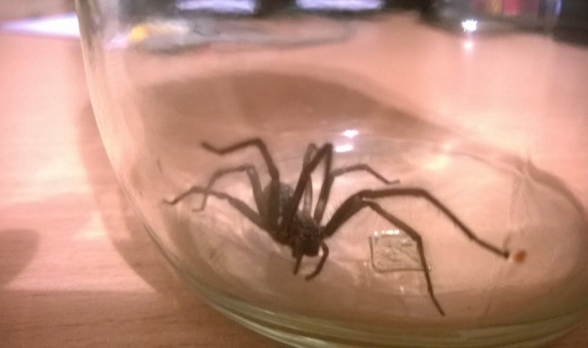 Stiklainyje įkalino rastą vorą