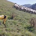 Rankų pristigusiems ūkininkams į pagalbą skuba šuo-robotas