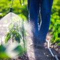 Naujausi Nyderlandų ūkininkų laukų darbuotojai gali nustebinti: su piktžolėmis siekia kovoti natūraliu būdu